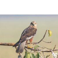 گونه سنقر تالابی Western Marsh Harrier